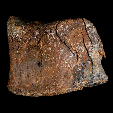 3.2" Gryposaurus Fossil Toe Bone Duck-Billed Dinosaur Judith River FM MT COA - Fossil Age Minerals