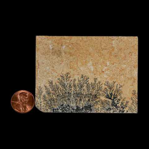 3.1" Pyrolusite Dendritic Limestone Solnhofen Upper Jurassic Age West Germany