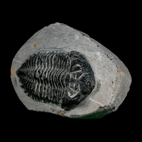 2.1" Metacanthina Issoumourensis Trilobite Fossil Devonian Age 400 Mil Yrs Old COA - Fossil Age Minerals