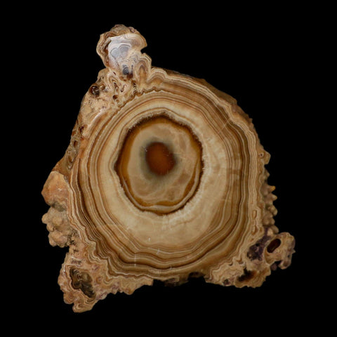 5.6" Aragonite Stalactite Slice Cave Calcite Crystal Mineral Specimen Morocco