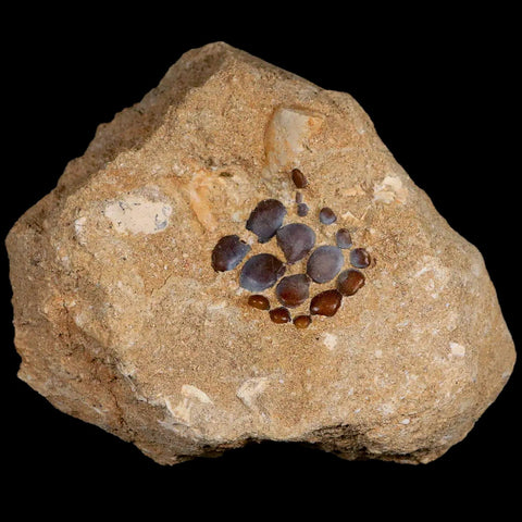 0.9" Bony Fish Fossil Phacodus Punctatus Ray Finned Jaw Teeth In Matrix Morocco - Fossil Age Minerals