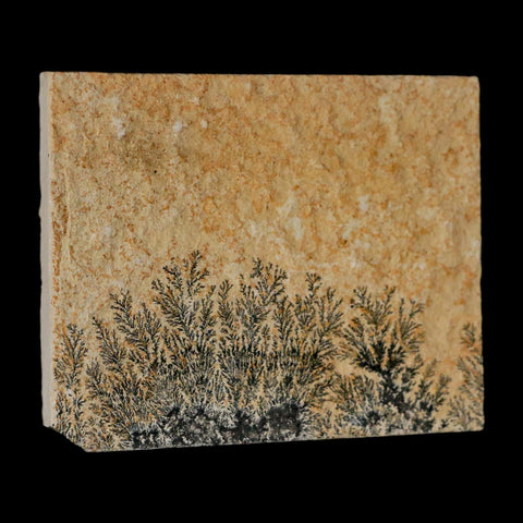 3.1" Pyrolusite Dendritic Limestone Solnhofen Upper Jurassic Age West Germany