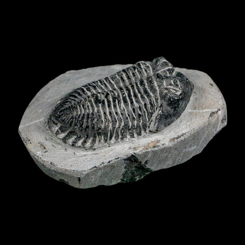 2.1" Metacanthina Issoumourensis Trilobite Fossil Devonian Age 400 Mil Yrs Old COA - Fossil Age Minerals