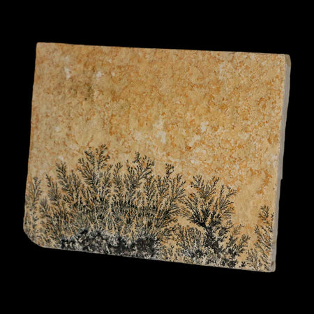 3.1" Pyrolusite Dendritic Limestone Solnhofen Upper Jurassic Age West Germany