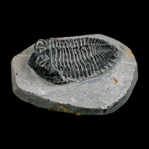 2.1" Metacanthina Issoumourensis Trilobite Fossil Devonian Age 400 Mil Yrs Old COA - Fossil Age Minerals