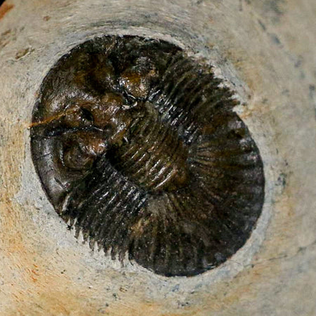1.2" Scabriscutellum Trilobite Fossil Devonian Morocco 400 Million Years Old COA