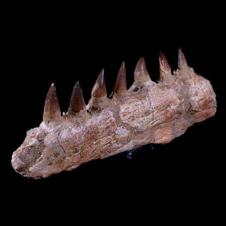 12.6" Mosasaur Prognathodon Fossil Jaw Teeth Cretaceous Dinosaur Era COA, Stand