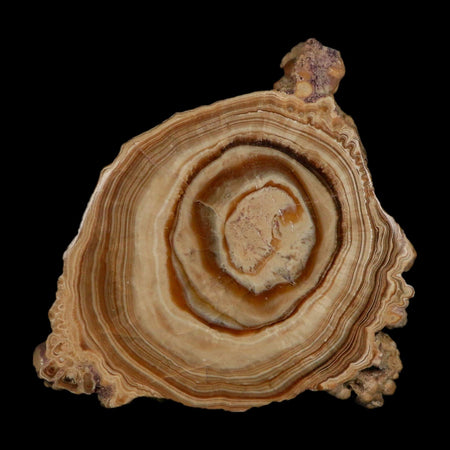 5.6" Aragonite Stalactite Slice Cave Calcite Crystal Mineral Specimen Morocco
