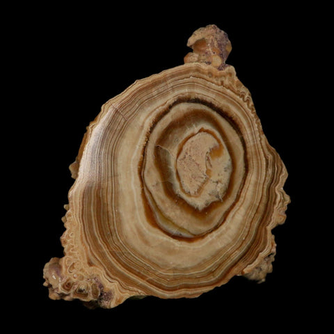 5.6" Aragonite Stalactite Slice Cave Calcite Crystal Mineral Specimen Morocco