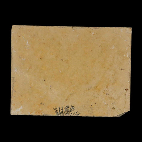 3.1" Pyrolusite Dendritic Limestone Solnhofen Upper Jurassic Age West Germany