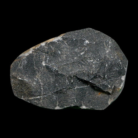 2.1" Metacanthina Issoumourensis Trilobite Fossil Devonian Age 400 Mil Yrs Old COA - Fossil Age Minerals