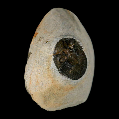 1.2" Scabriscutellum Trilobite Fossil Devonian Morocco 400 Million Years Old COA - Fossil Age Minerals