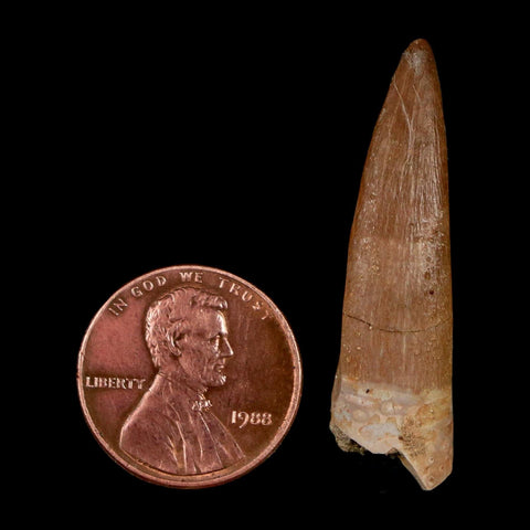 1.5" Plesiosaur Zarafasaura Tooth Fossil Cretaceous Dinosaur Era COA, Stand - Fossil Age Minerals