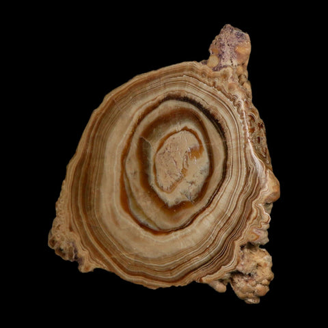 5.6" Aragonite Stalactite Slice Cave Calcite Crystal Mineral Specimen Morocco