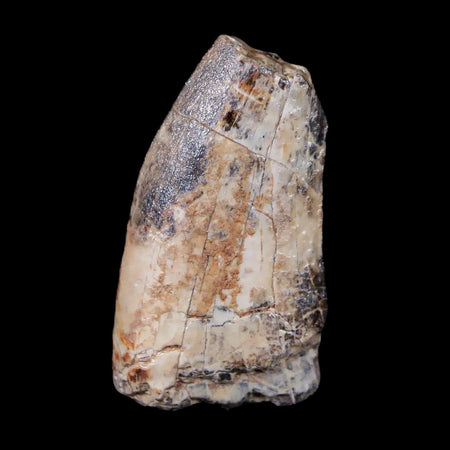 1.5" Afrovenator Fossil Tooth Tiouraren FM Tenere Desert Niger Jurassic Dinosaur