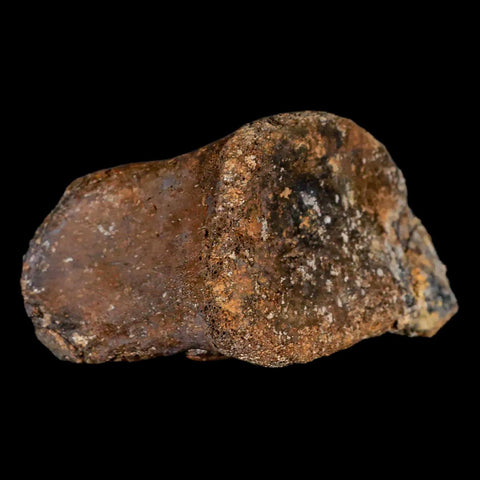 3.2" Gryposaurus Fossil Toe Bone Duck-Billed Dinosaur Judith River FM MT COA - Fossil Age Minerals