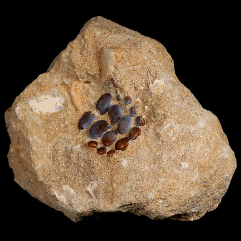 0.9" Bony Fish Fossil Phacodus Punctatus Ray Finned Jaw Teeth In Matrix Morocco - Fossil Age Minerals
