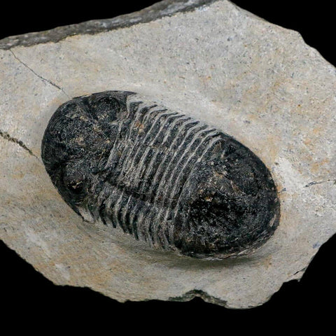 2" Paralejurus SP Trilobite Fossil Morocco Devonian Age 400 Mil Yrs Old COA - Fossil Age Minerals