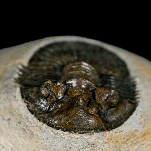 1.2" Scabriscutellum Trilobite Fossil Devonian Morocco 400 Million Years Old COA - Fossil Age Minerals