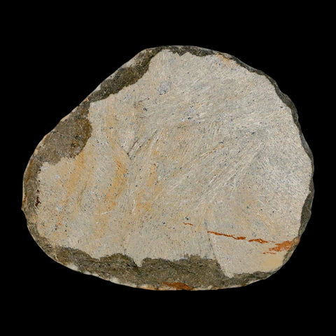 1.2" Scabriscutellum Trilobite Fossil Devonian Morocco 400 Million Years Old COA - Fossil Age Minerals