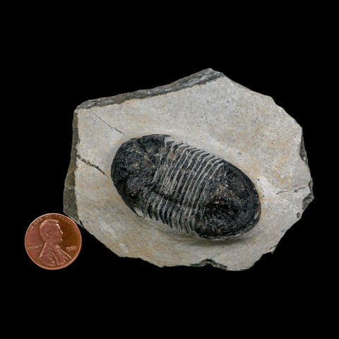 2" Paralejurus SP Trilobite Fossil Morocco Devonian Age 400 Mil Yrs Old COA - Fossil Age Minerals