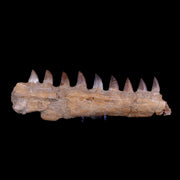 11.1" Mosasaur Prognathodon Fossil Jaw Teeth Cretaceous Dinosaur Era COA, Stand