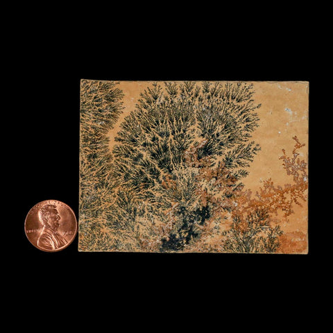3.1" Pyrolusite Dendritic Limestone Solnhofen Upper Jurassic Age West Germany