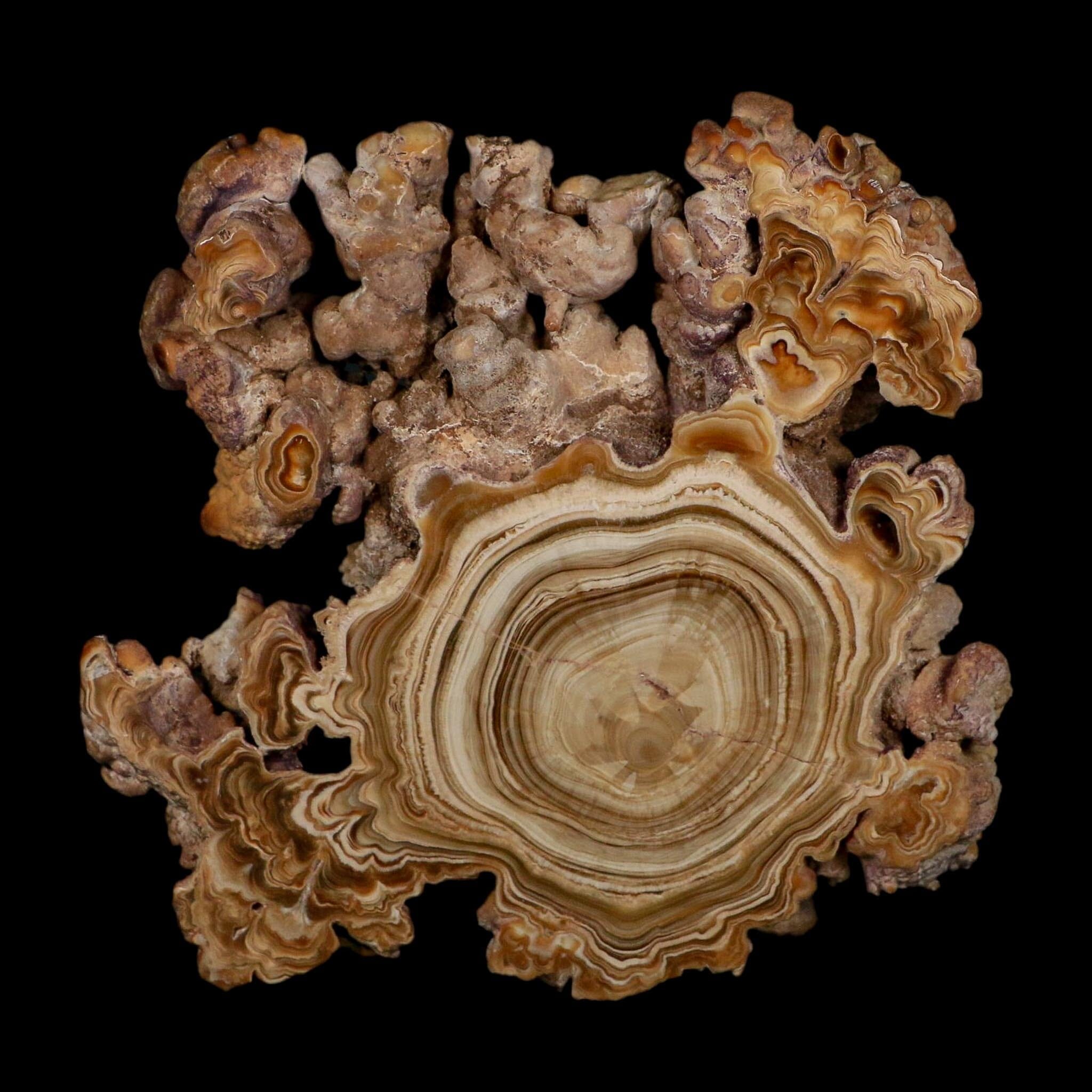 5.6" Aragonite Stalactite Slice Cave Calcite Crystal Mineral Specimen Morocco - Fossil Age Minerals