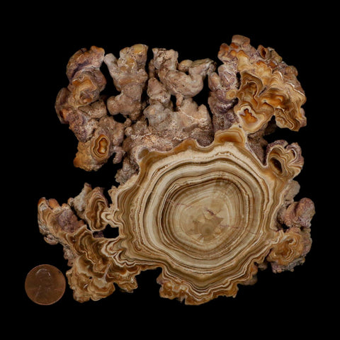 5.6" Aragonite Stalactite Slice Cave Calcite Crystal Mineral Specimen Morocco