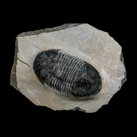 2" Paralejurus SP Trilobite Fossil Morocco Devonian Age 400 Mil Yrs Old COA - Fossil Age Minerals