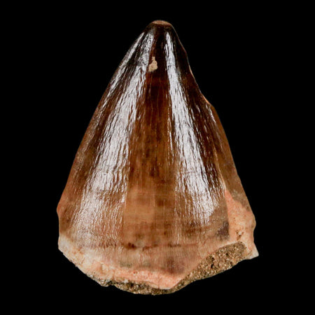 1.8" Mosasaur Prognathodon Fossil Tooth Cretaceous Dinosaur Era COA & Stand