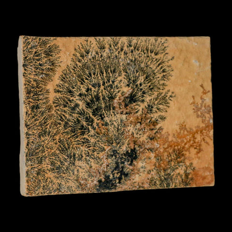 3.1" Pyrolusite Dendritic Limestone Solnhofen Upper Jurassic Age West Germany