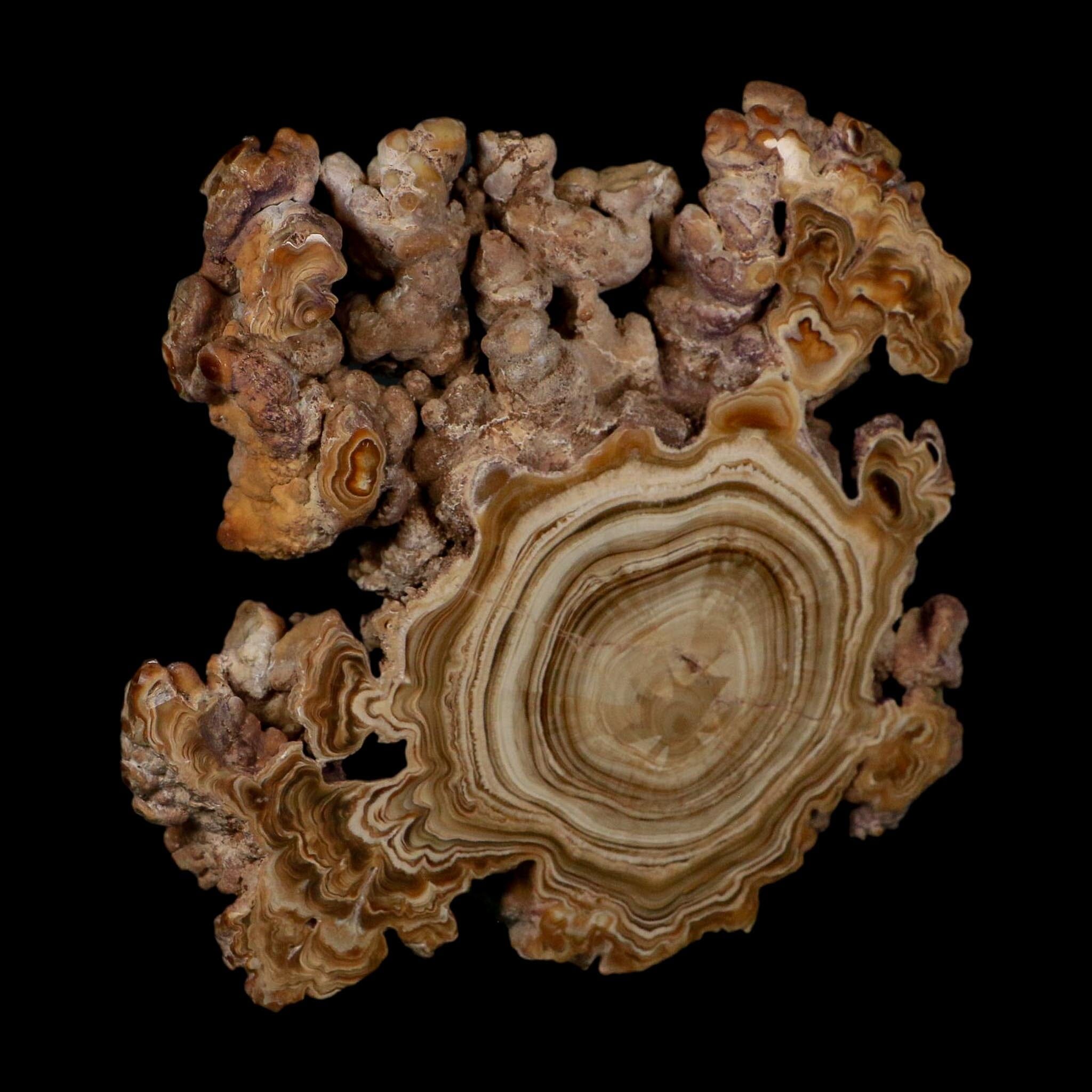 5.6" Aragonite Stalactite Slice Cave Calcite Crystal Mineral Specimen Morocco - Fossil Age Minerals