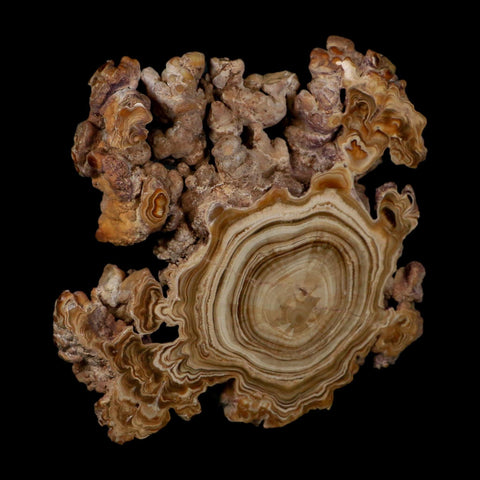 5.6" Aragonite Stalactite Slice Cave Calcite Crystal Mineral Specimen Morocco