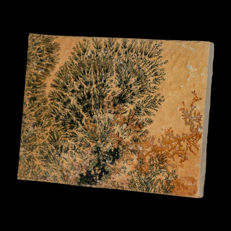 3.1" Pyrolusite Dendritic Limestone Solnhofen Upper Jurassic Age West Germany