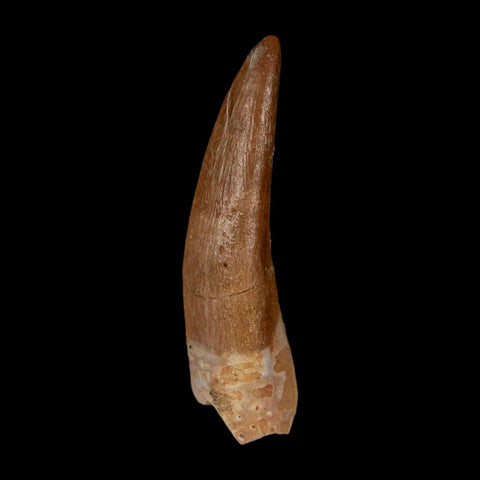 1.5" Plesiosaur Zarafasaura Tooth Fossil Cretaceous Dinosaur Era COA, Stand - Fossil Age Minerals