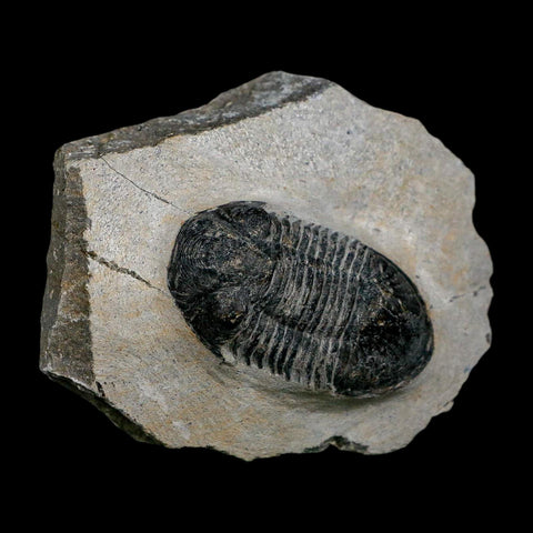 2" Paralejurus SP Trilobite Fossil Morocco Devonian Age 400 Mil Yrs Old COA - Fossil Age Minerals