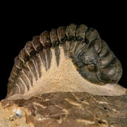 3" Crotalocephalus Gibbus Trilobite Fossil Morocco Devonian Age 400 Mil Yrs Old COA