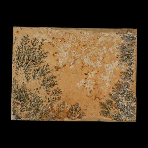 3.1" Pyrolusite Dendritic Limestone Solnhofen Upper Jurassic Age West Germany