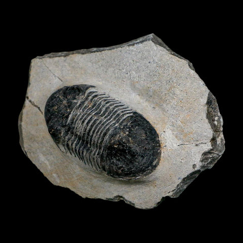 2" Paralejurus SP Trilobite Fossil Morocco Devonian Age 400 Mil Yrs Old COA - Fossil Age Minerals