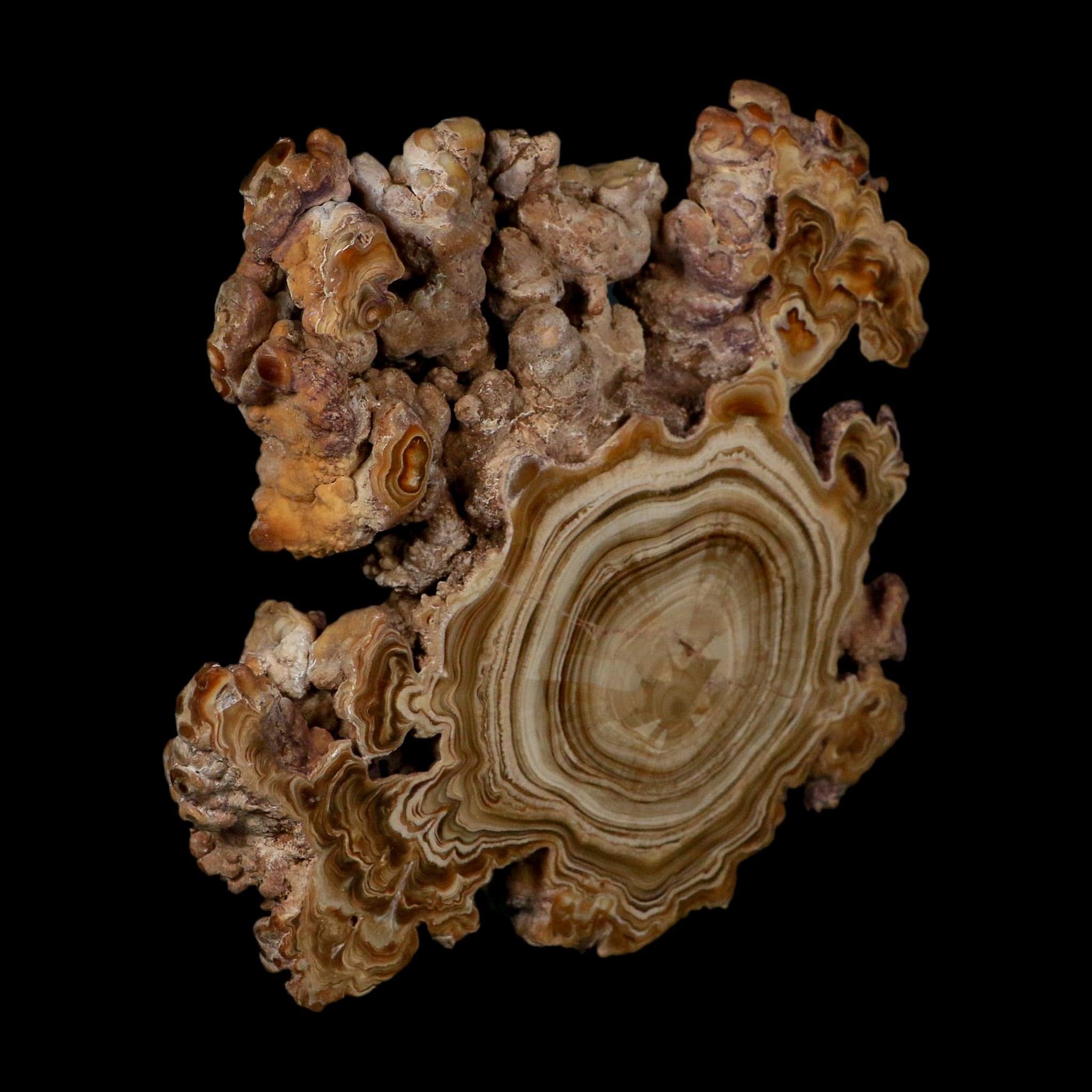 5.6" Aragonite Stalactite Slice Cave Calcite Crystal Mineral Specimen Morocco - Fossil Age Minerals