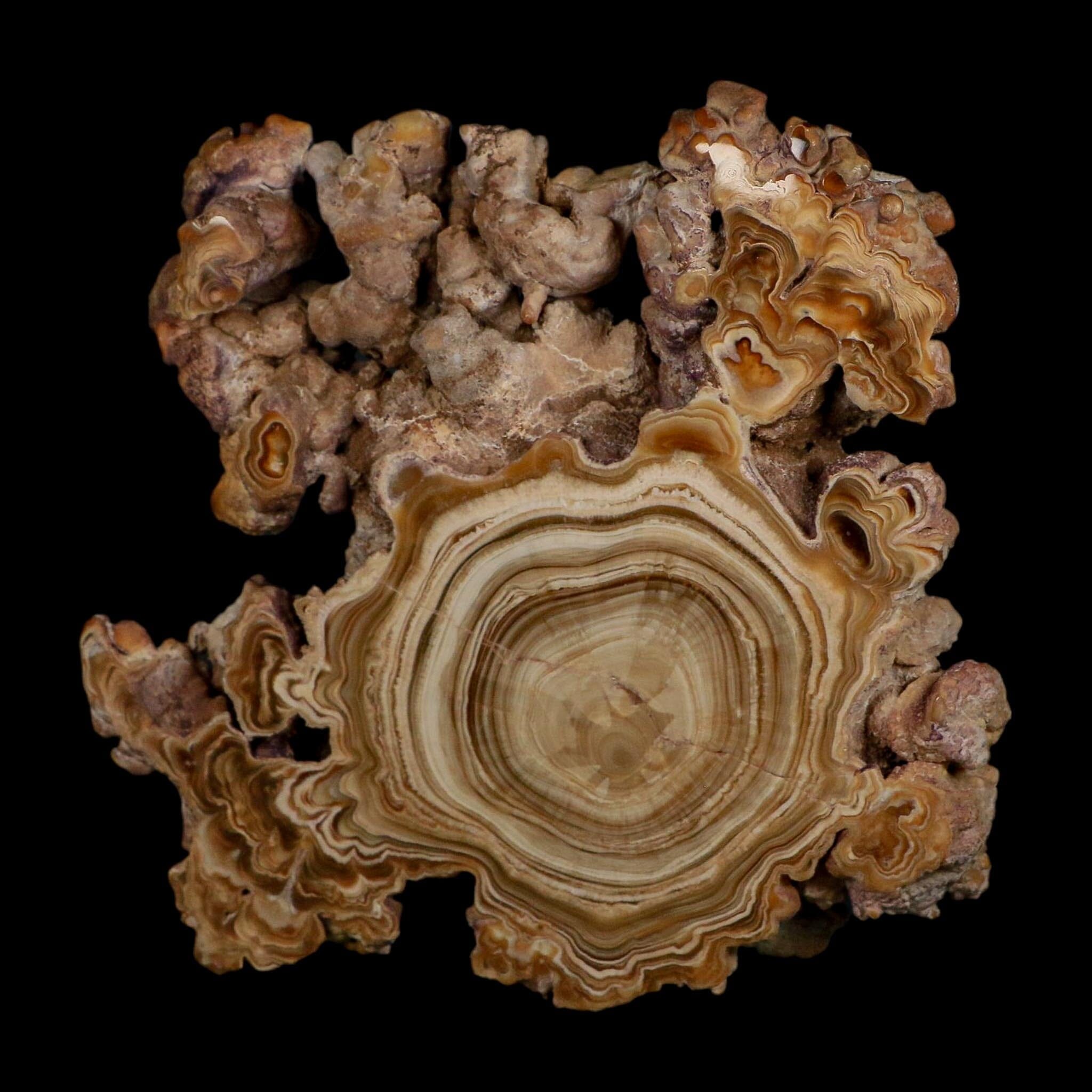 5.6" Aragonite Stalactite Slice Cave Calcite Crystal Mineral Specimen Morocco - Fossil Age Minerals