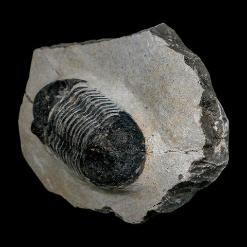 2" Paralejurus SP Trilobite Fossil Morocco Devonian Age 400 Mil Yrs Old COA - Fossil Age Minerals