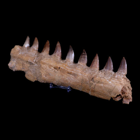 11.1" Mosasaur Prognathodon Fossil Jaw Teeth Cretaceous Dinosaur Era COA, Stand