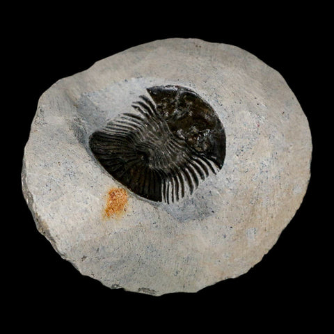 1.2" Scabriscutellum Trilobite Fossil Devonian Morocco 400 Million Years Old COA - Fossil Age Minerals