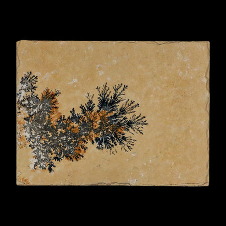 3.1" Pyrolusite Dendritic Limestone Solnhofen Upper Jurassic Age West Germany