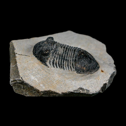2" Paralejurus SP Trilobite Fossil Morocco Devonian Age 400 Mil Yrs Old COA - Fossil Age Minerals