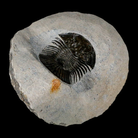 1.2" Scabriscutellum Trilobite Fossil Devonian Morocco 400 Million Years Old COA - Fossil Age Minerals