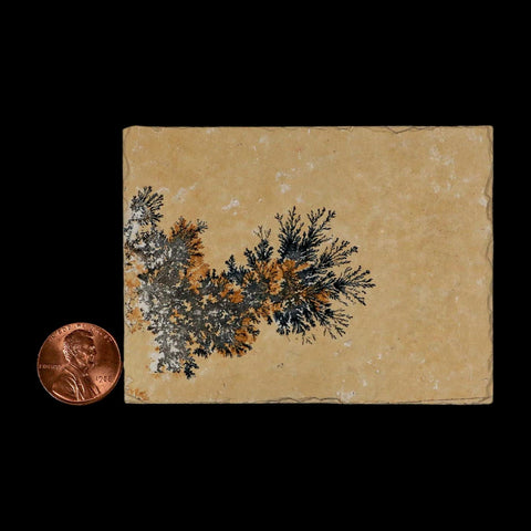 3.1" Pyrolusite Dendritic Limestone Solnhofen Upper Jurassic Age West Germany