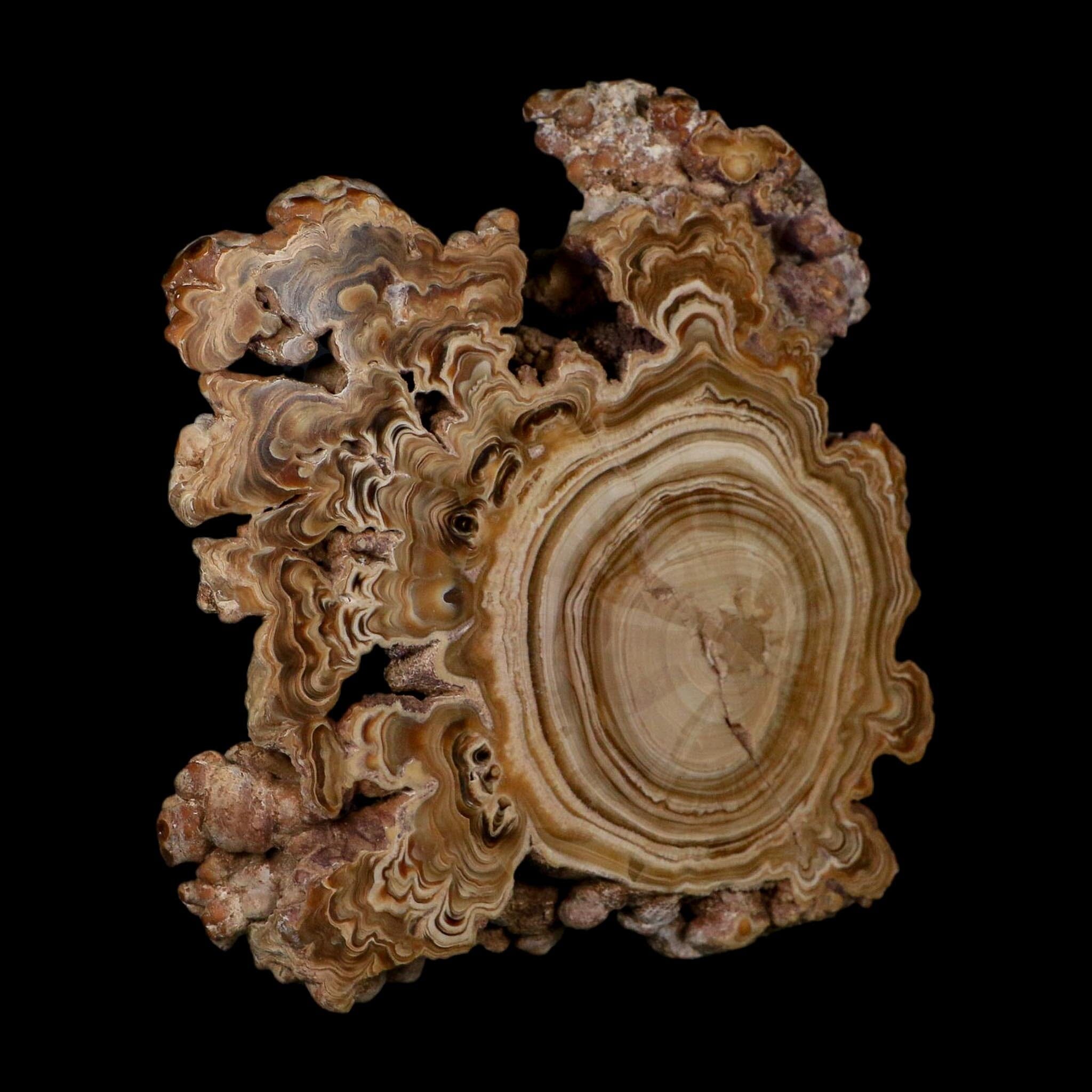 5.6" Aragonite Stalactite Slice Cave Calcite Crystal Mineral Specimen Morocco - Fossil Age Minerals
